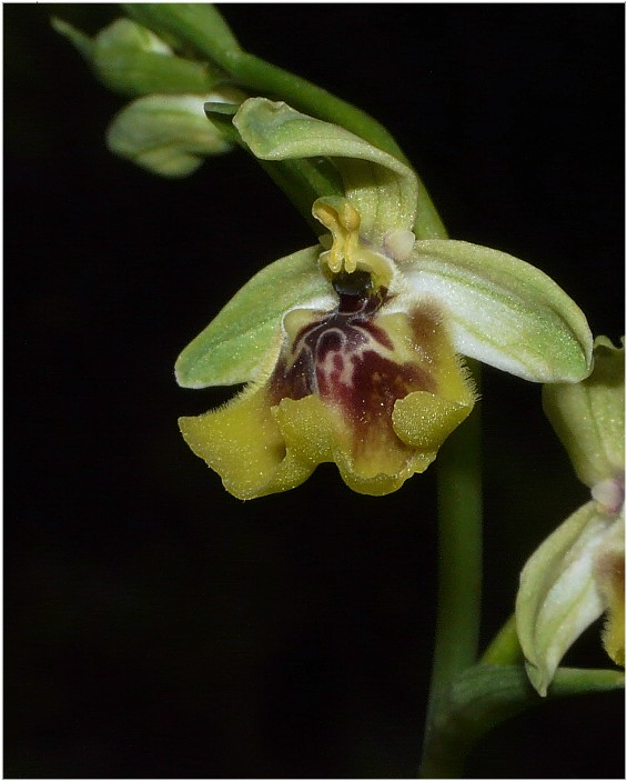 Ophrys lacaitae(con lusus)